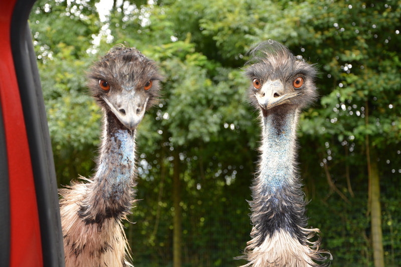 mammal, no people, plumage, two, emu, animal themes, focus on foreground, feathers, animal, nature, close-up, animal eye, animal wildlife, tree, emus, animals in the wild