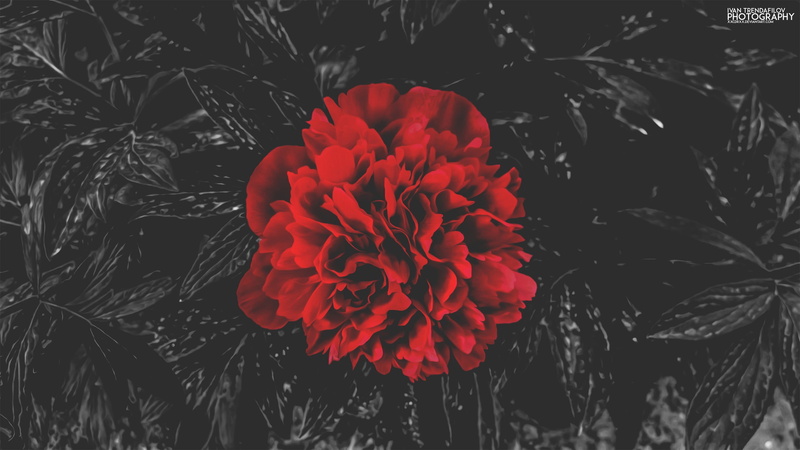 no people, growth, watermarked, bunch of flowers, beauty in nature, flower, red flowers, flower head, outdoors, shadow, day, plant, fragility, selective coloring