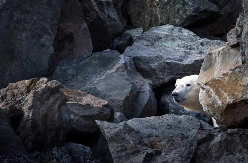 rock formation, one animal, animal themes, no people, animals in the wild, animals, vertebrate, animal, bear, rock, 1080P, relaxation, outdoors, polar bears