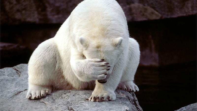 1080P, animals, polar bears, nature