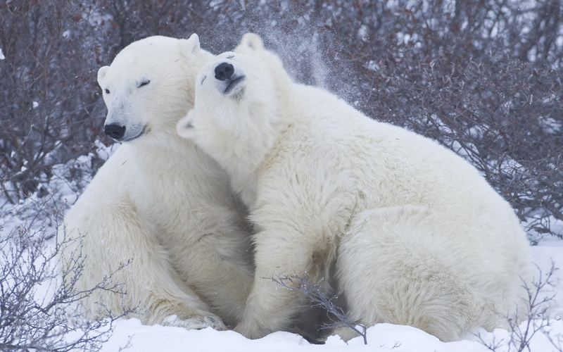 2K, white bear, cute, bear, bears, polar bear, polar