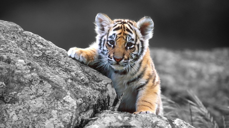 cub, photograph, cute, tiger, 1080P, monochrome
