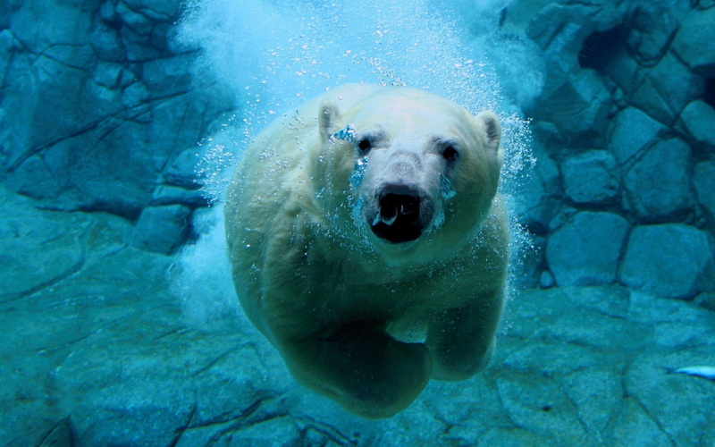 polar bear, polar, diving, water, bear, 1080P