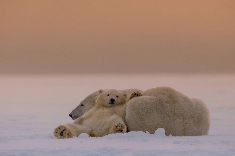 HD, bear, bears, white, polar, 1080P, White Bears, cub