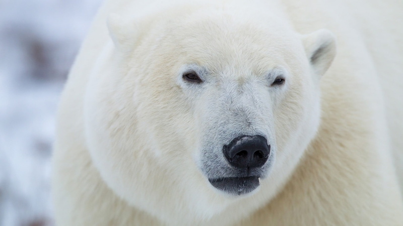 polar bear, animal body part, animals in the wild, depth of field, no people, fur, animal, snout, closeup, nature, one animal, 1080P, mammal, animal eye