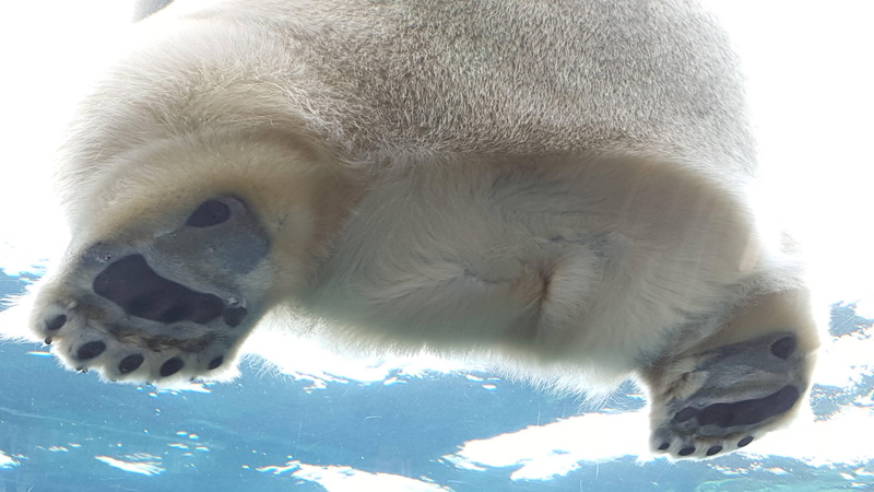 mammal, white color, cold temperature, animal, one animal, no people, snow, ice, animals in the wild, copenhagen, outdoors, 4K, zoo, animal wildlife, wildlife
