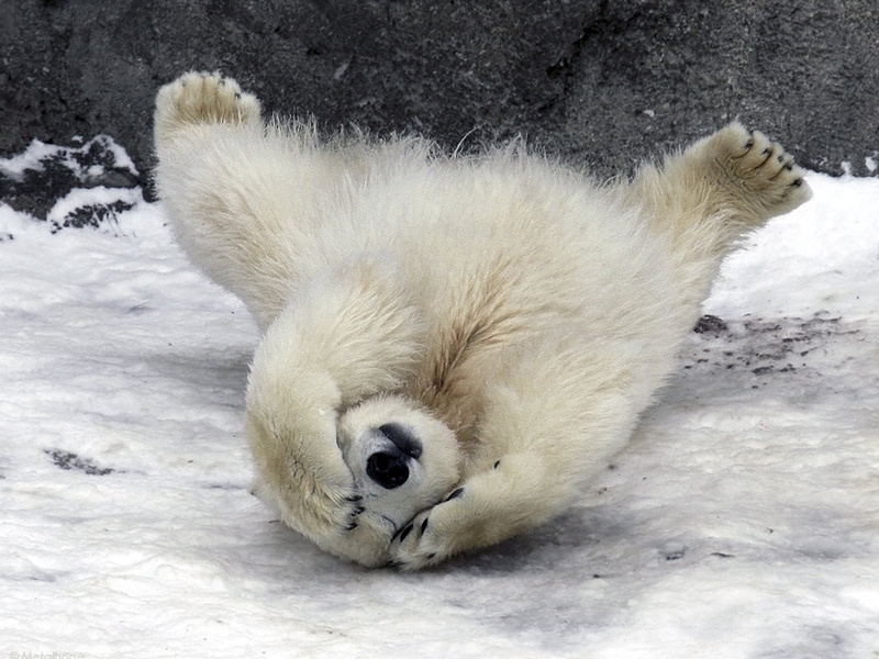 vertebrate, pets, close-up, domestic, nature, cold - Temperature, polar, down, ice, wildlife, animal themes, polar Bear, one animal, fur, white color, arctic