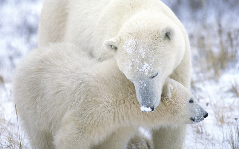 white color, close-up, no people, 1080P, animals In The Wild, bear, vertebrate, arctic, animal wildlife, cub, wildlife, polar, animal themes, outdoors