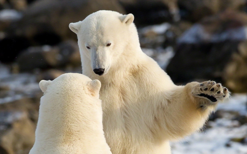 animals, cute, outdoors, animal, communication, arctic, animal themes, endangered Species, animal family, winter, wildlife, close-up, antarctica, polar Bear