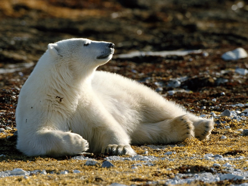 wild Animals, nature, lie down, outdoors, day, endangered Species, arctic, cute, polar, focus on foreground, white, bear, polar Bear, animals In The Wild