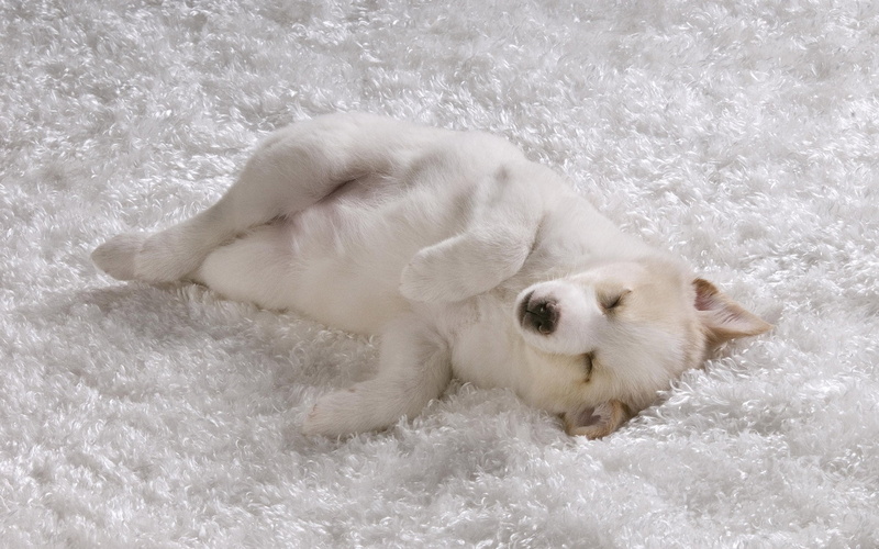 cold temperature, short, day, young Animal, friendship, paw, close-up, looking, no people, coated, 1080P, nature, puppy, pets, domestic, winter, small
