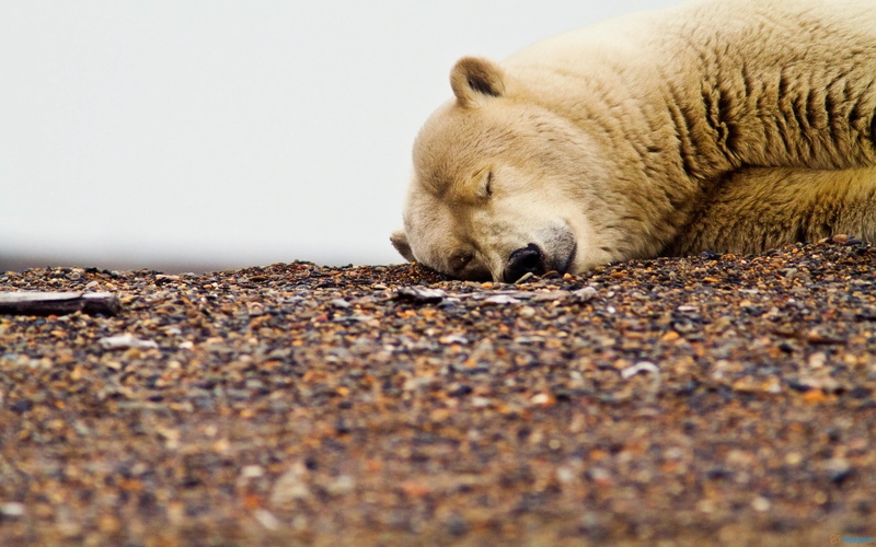 selective, resting, face, animal wildlife, mammal, one Animal, looking, down, animals In The Wild, brown, close-up, eyes closed, 2K, polar, sleep, paw
