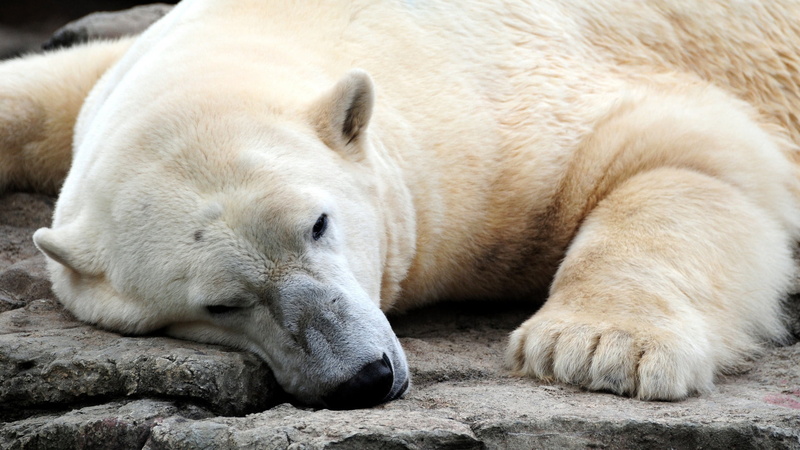 legs, young Animal, napping, resting, rock, relaxation, arctic, 1080P, polar Bear, day, carnivore, white, animals in the wild, animal head, vertebrate