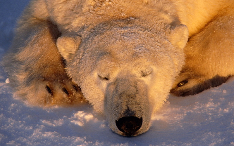 winter, animal wildlife, cute, vertebrate, one animal, bear, wildlife, snout, mammal, fur, cold temperature, animal body part, day, carnivore, animals In The Wild