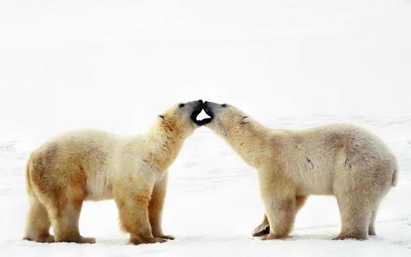 white, bear, family, two, couple, outdoors, animal themes, group of animals, fur, animal wildlife, mammal, white color, polar Bear, animal, bears, endangered Species