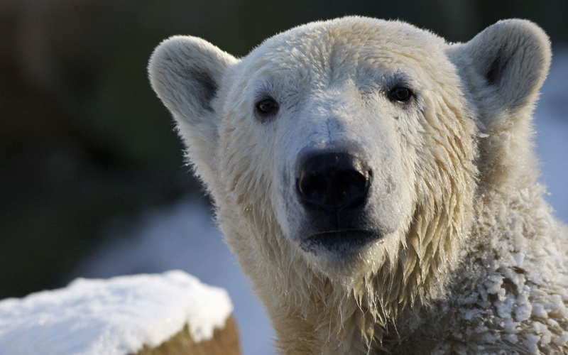 snout, white color, animal wildlife, polar Bear, nature, winter, outdoors, looking at camera, arctic, animal, bear, portrait, wet, large, close-up, snow