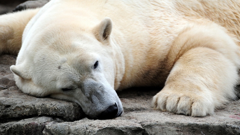 animal, carnivore, thick, polar, animal body part, animal wildlife, wildlife, fur, nature, dog, rock - object, animal themes, arctic, resting, paw, lying down