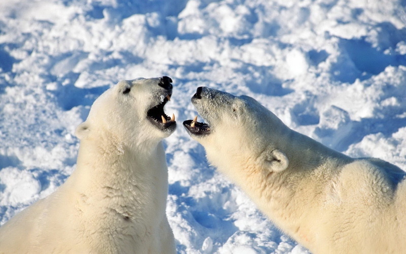 snarling, 1080P, arctic, polar Bear, conflict, mammal, white, wildlife, animal themes, animal, white color, animal wildlife, fighting, steam, bears, animal Head