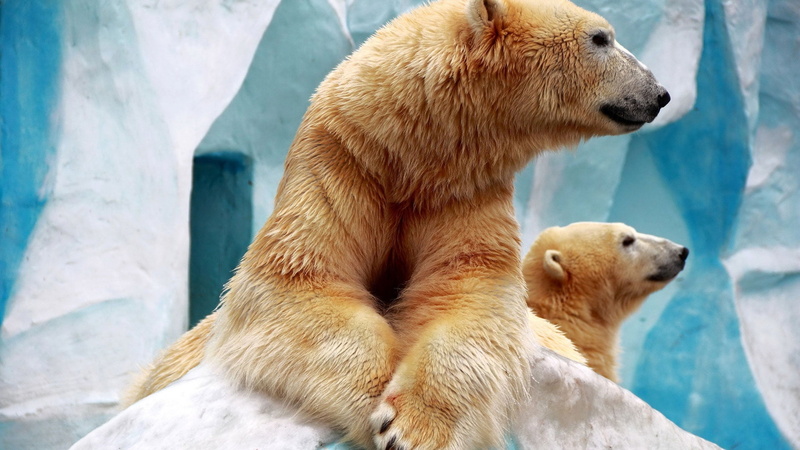 endangered Species, bear, nature, polar Bear, animals In The Wild, snow, carnivore, mammal, fur, two animals, arctic, animal family, large, animals in captivity