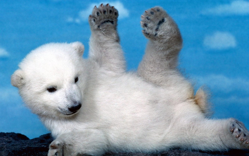 blue, cub, snow, 1080P, day, mammal, white, animal wildlife, lying, playful, animal, cute, animal head, looking, no People, vertebrate, fur, white color