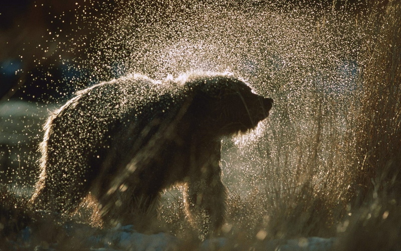 mammal, vertebrate, 1080P, shaking, wildlife, nature, polar bear, one animal, water, outdoors, spray, spraying, no people, day, side view, fur, animal