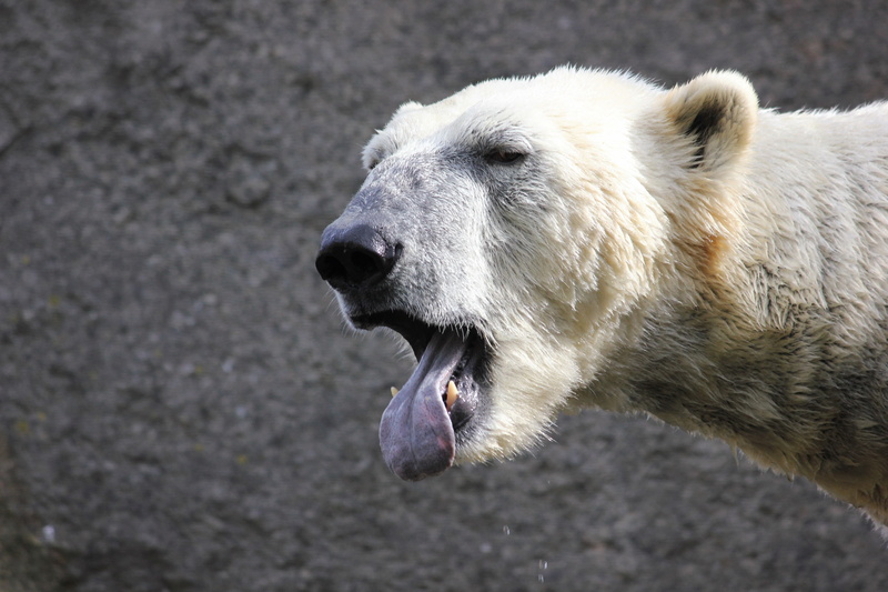 vertebrate, mouth open, animal head, nature, mammal, polar bear, no people, 5K, white bear, one animal, day, outdoors, bear, animal mouth, hair, zoo, snout