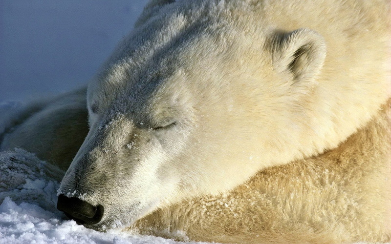arctic, polar Bear, cold temperature, animal themes, cold - Temperature, cute, wildlife, carnivore, no people, one Animal, snow, animal head, animal wildlife