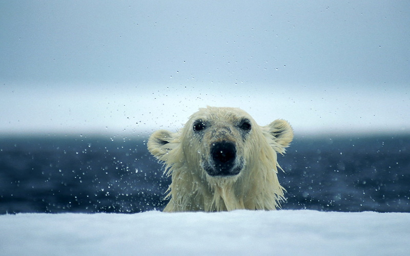 arctic, vertebrate, bear, animal Nose, ice, domestic, cold - Temperature, dog, polar Bear, fur, no people, nature, white, snowing, close-up, animal themes