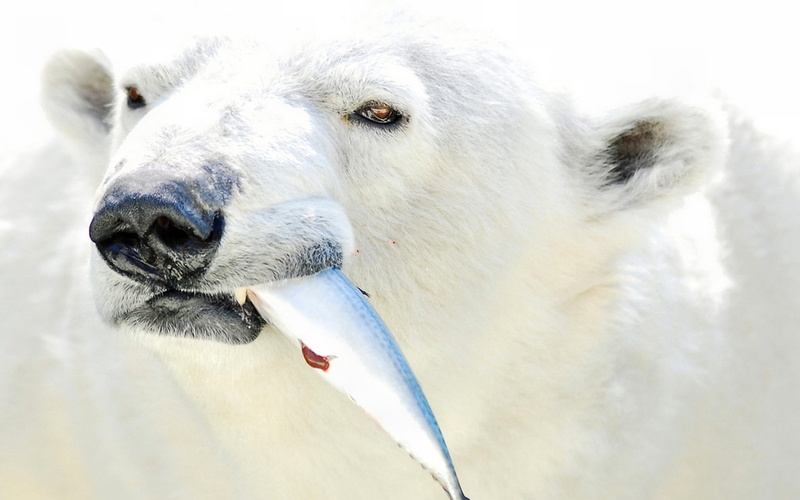 cold temperature, polar Bear, wildlife, domestic, animal Head, vertebrate, day, looking, cute, no people, winter, animal themes, fish, animal, animal mouth