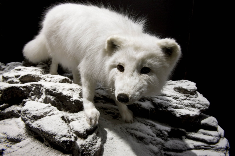 nature, outdoors, domestic animals, solid, animal themes, eyes, vertebrate, young Animal, wild Animals, polar fox, snow, 5K, pets, dog, white color, day
