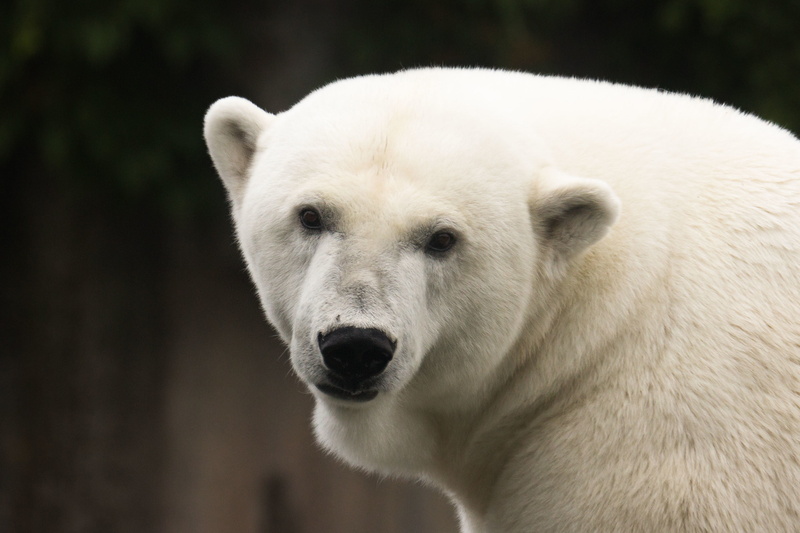 snow, large, winter, animal head, arctic, outdoors, close-up, look, bear, 2K, portrait, wildlife, brown Bear, mammal, cute, focus on foreground, one Animal