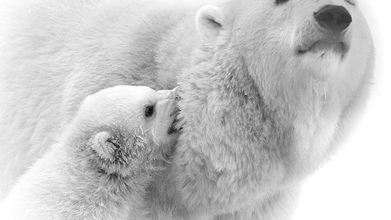 sheep, domestic animals, canine, carnivore, domestic, hair, water, polar bear, bear, animal wildlife, day, mammal, animal themes, cute, vertebrate, 1080P