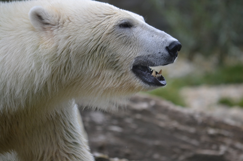 outdoors, animal teeth, nature, focus on foreground, daytime, animal themes, profile view, animal wildlife, bear, animals in the wild, side view, mammal