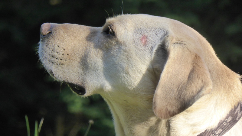 one animal, retriever, profile, animals in the wild, herbivorous, head, fur, animal, male, day, side view, outdoors, wildlife photography, domestic animals
