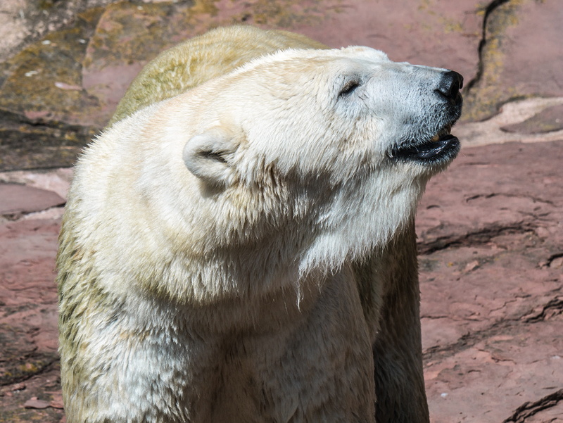 animal wildlife, no people, animal, bear, animal world, mammal, one animal, polar bear, nature, zoo, close-up, animals in captivity, animal themes, animals in the wild