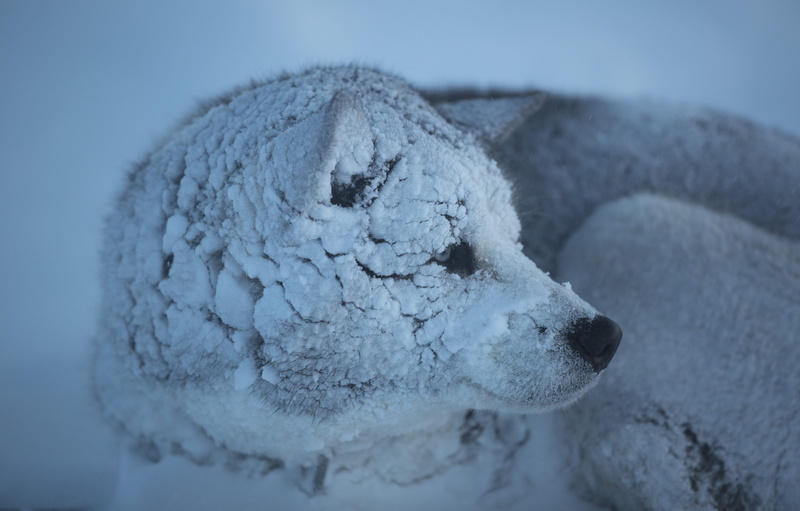 daytime, animal head, 5K, polar bear, focus on foreground, one animal, animal themes, animals in the wild, animal body part, day, animal, mammal, no people