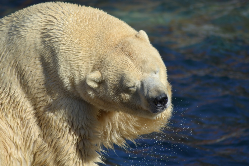 nature, animal themes, bear, 4K, day, animals in the wild, water, outdoors, one animal, zoo, cold, arctic, underwater, whisker, polar bear, animal wildlife