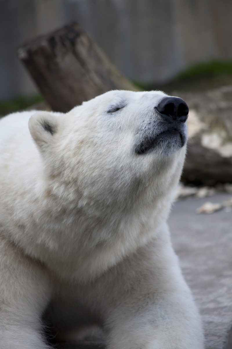eyes closed, vertebrate, one animal, zoo, mammal, close-up, relaxation, animal head, no people, day, outdoors, bear, the bear, animal themes, nature, teddy bear