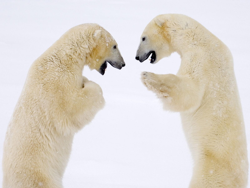 close-up, no People, cold temperature, fur, bear, nature, two animals, mammal, group of animals, cute, young Animal, polar, fighting, polar Bear, white