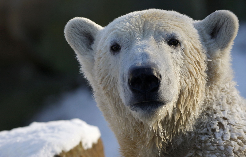 looking, white, outdoors, animal wildlife, mammal, animal themes, nature, digital, fur, close-up, no People, large, animal head, endangered Species, polar Bear
