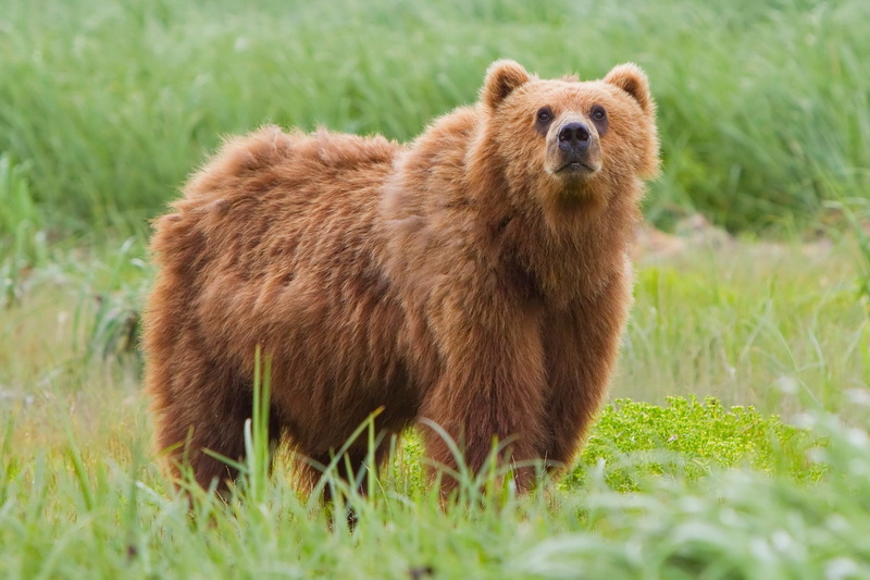 1080P, Bears, Bear, Kodiak Bear