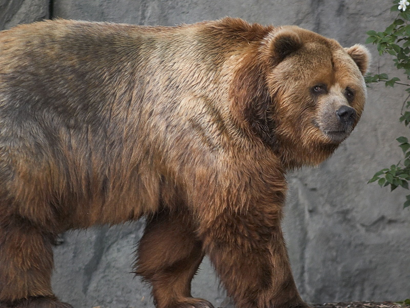 mammal, kodiak, brown Bear, animal hair, looking, looking away, close-up, fur, large, nature, endangered Species, grizzly, thick, zoo, brown, one Animal