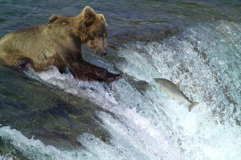 river, hunting, water, kodiak brown bear, fishing, alaska, no people, animals in the wild, mouth open, two animals, waterfall, animal wildlife, standing