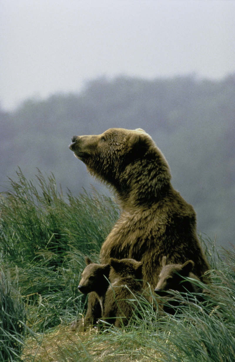 animal wildlife, mountain, animals hunting, one animal, animal themes, plant, brown, alaska, animal, nature, grizzly bear, side view, day, grass mountain