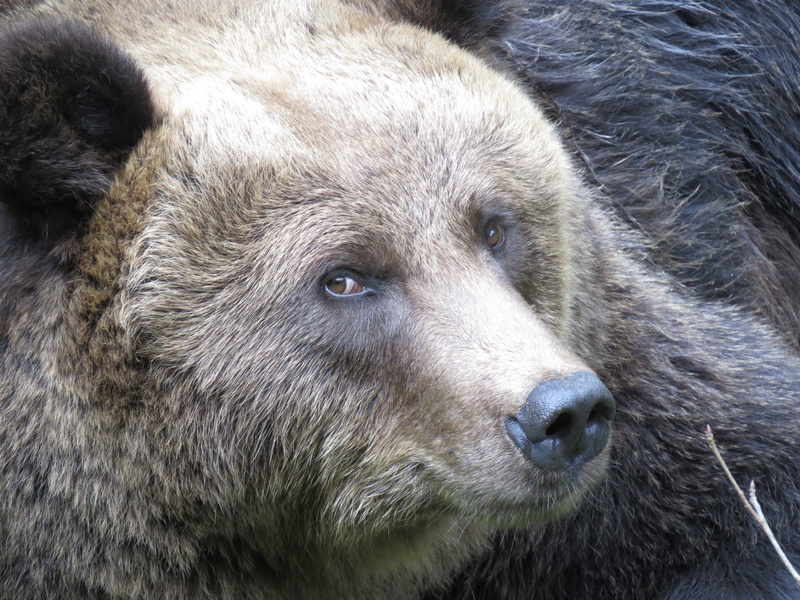 kodiak bears, 4K, day, animal themes, animal body part, nature, animal world, looking at camera, looking, animal eye, portrait, predator, mammal, animal head