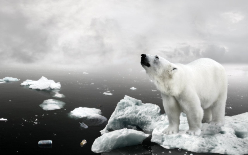 winter, one animal, Kodiak Bear, animal, cold temperature, animal wildlife, vertebrate, white color, 720P, water, nature, sea, animals in the wild, Bears