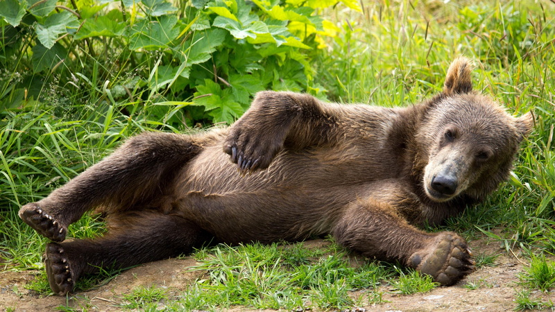 outdoors, plant, bear, cute, animal themes, no people, cube, snout, wildlife, day, vertebrate, young animal, animal, kodiak bear, wilderness, brown bear