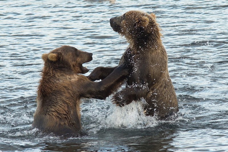 outdoors, stream, fur, wilderness, animal themes, day, grizzly bear, body of water, bear, water, mouth open, bears, standing, two, aggression, two animals