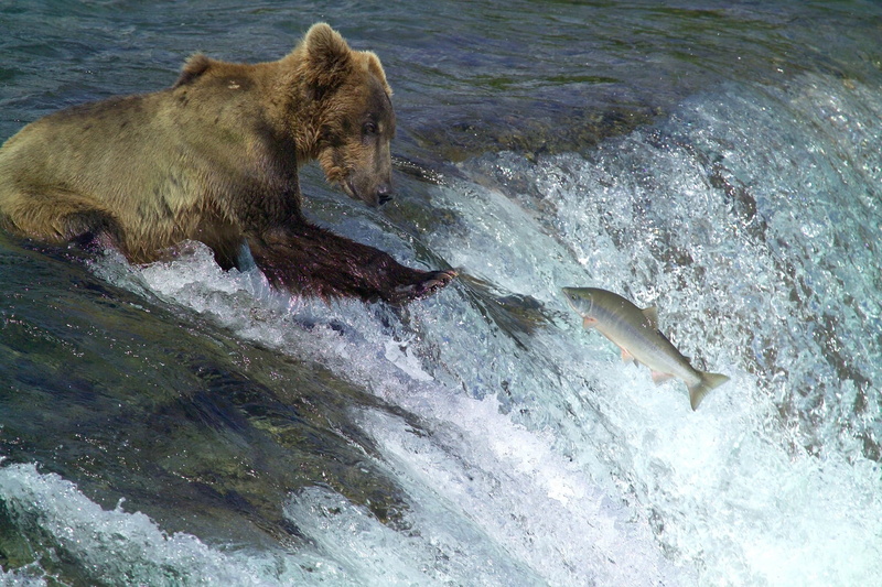 predator, sea, day, animals hunting, brown, standing, fish, alaska, stream, vertebrate, falls, mammal, kodiak brown bear, animals in the wild, 1080P, usa