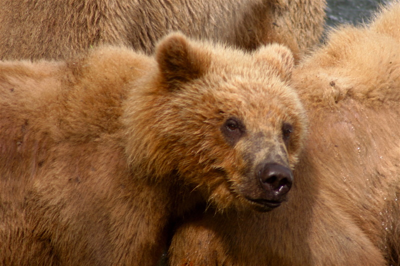 kodiak bear, animals, brown, portrait, photo, bears, animal, 5K, animal body part, aggression, one animal, mammal, bear, animal themes, animals hunting